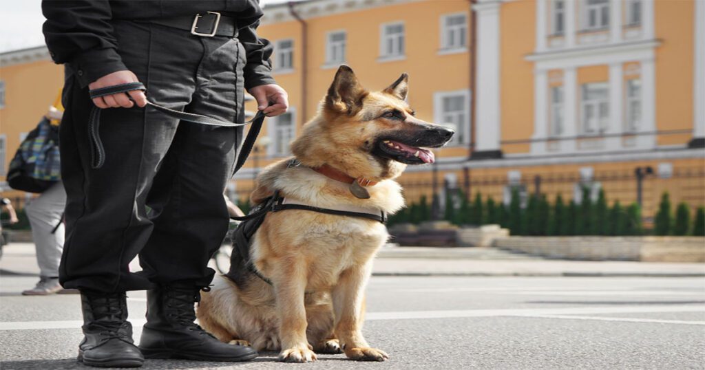 German Shepherds as Service Dogs