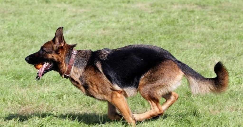 Can Health Issues Contribute to Tail Chasing in German Shepherds?