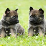 Grey German Shepherd Puppies