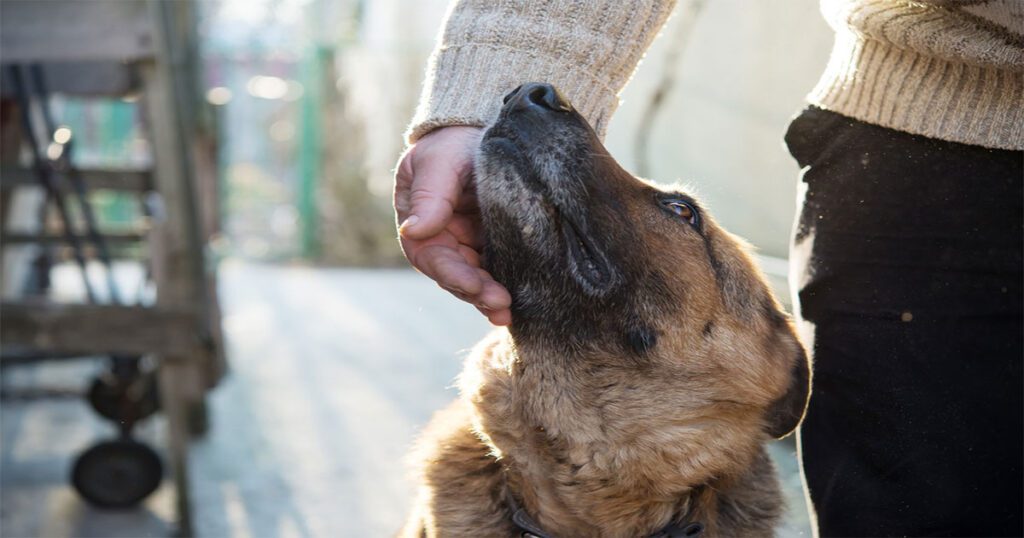 Grey German Shepherd Puppies Rescue and Adoption