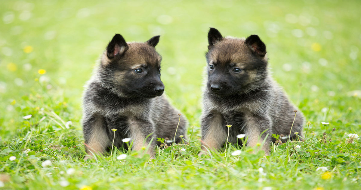 Grey German Shepherd Puppies