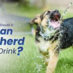How Much Water Should a German Shepherd Puppy Drink