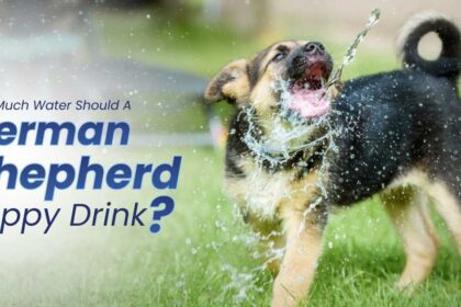 How Much Water Should a German Shepherd Puppy Drink