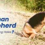 How to Stop My German Shepherd from Digging