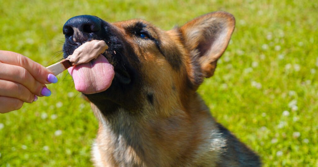 What Are Some Delicious Alternatives to Ice Cream for German Shepherds?
