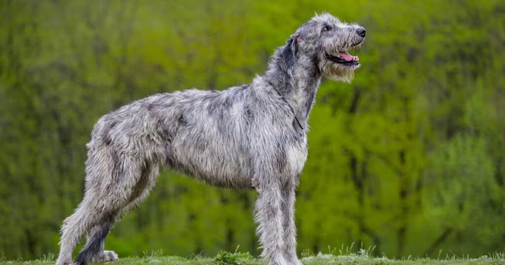 Irish Wolfhound German Shepherd Cross