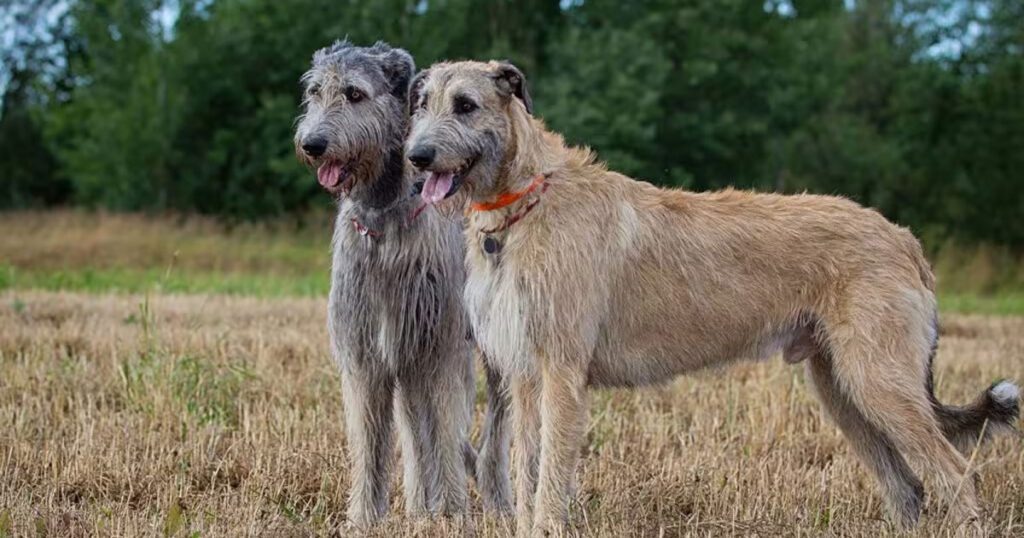 Irish Wolfhound German Shepherd Mix What to Expect