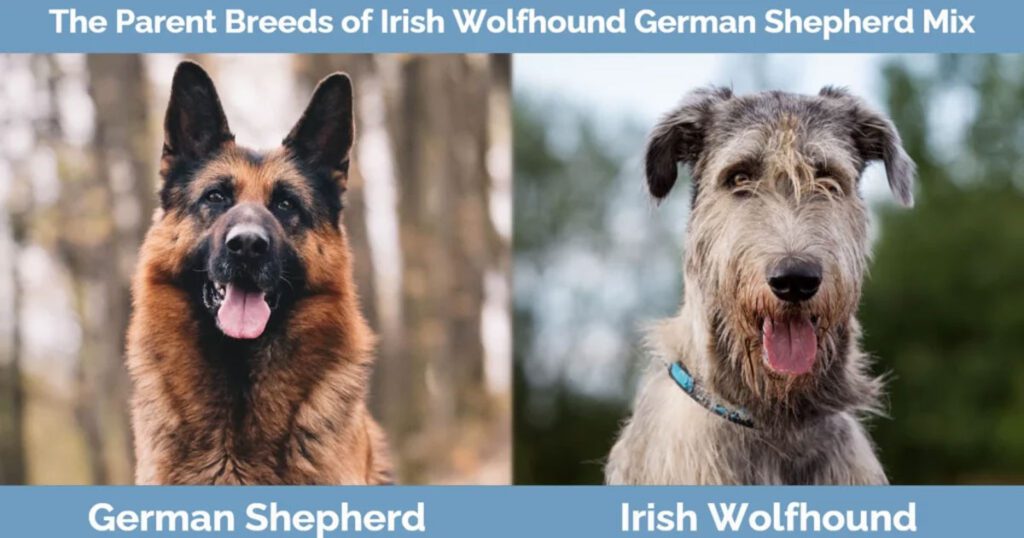 Irish wolfhound German shepherd mix 1