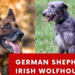 Irish wolfhound German shepherd mix
