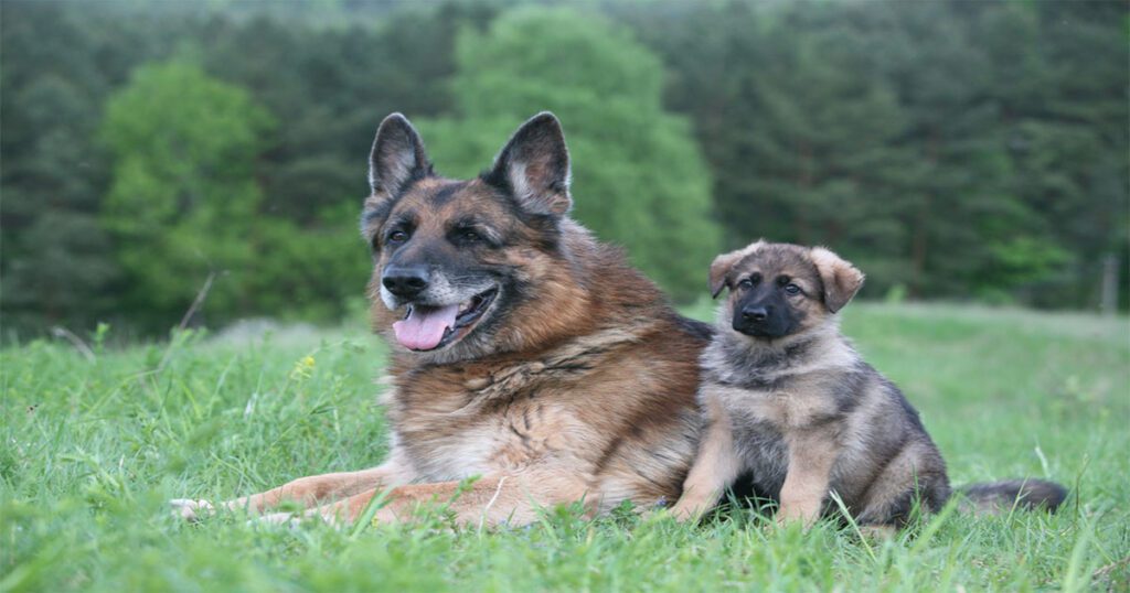 Physical Features of Grey German Shepherd Puppies: