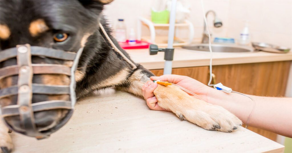 Protecting Your German Shepherds Joints