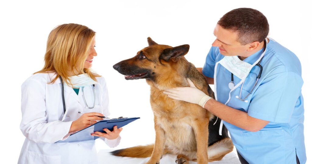 Routine Veterinary Check ups