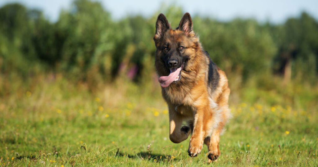 In Pursuit of Speed How Fast Can German Shepherds Run?