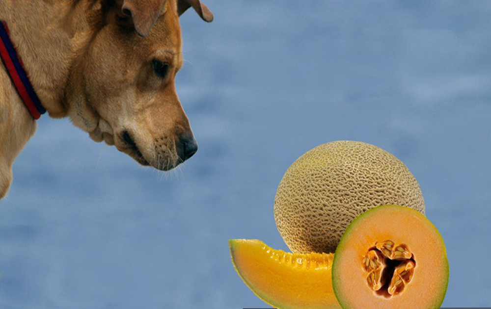 Preparing and Serving Honeydew to Dogs