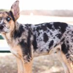The Best Guide to the German Shepherd Catahoula Mix