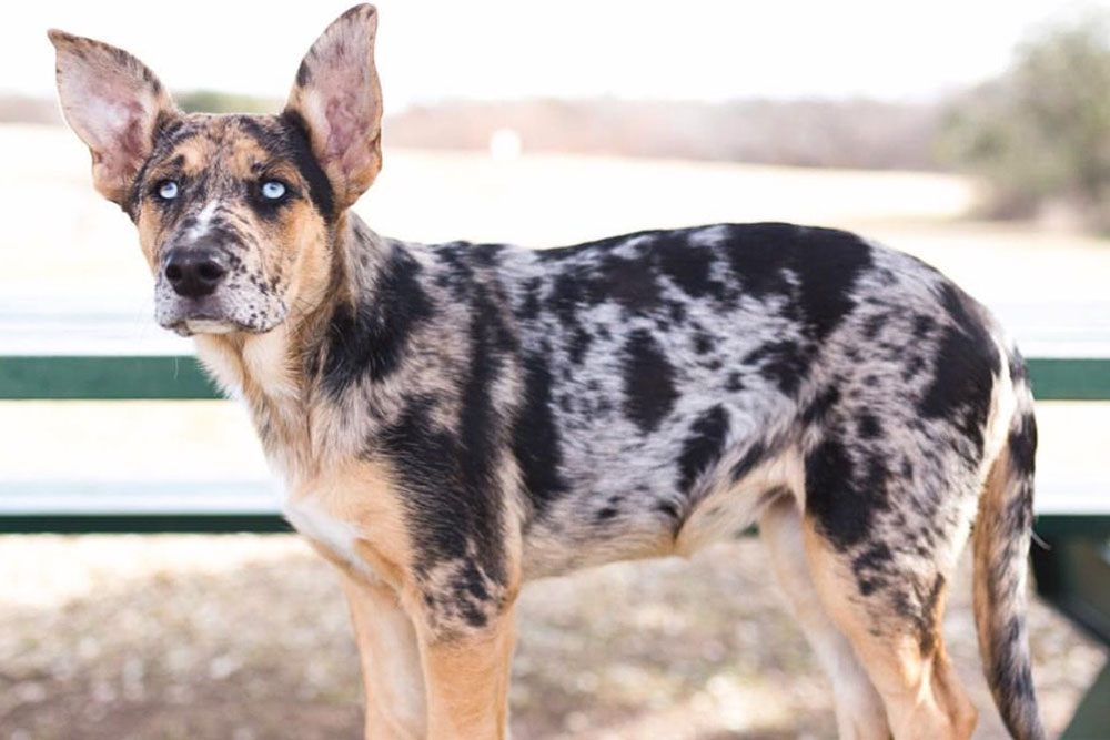 The Best Guide to the German Shepherd Catahoula Mix