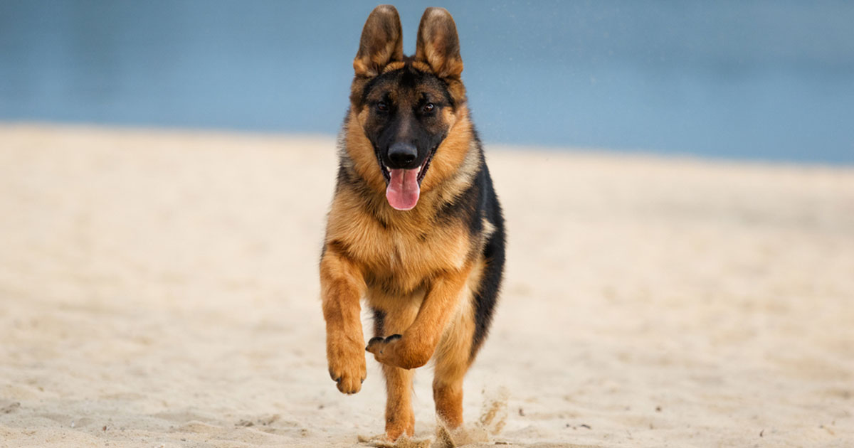 How Fast Do German Shepherds Run?