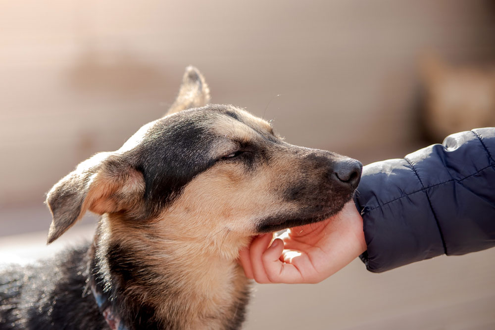 German Shepherd Temperament