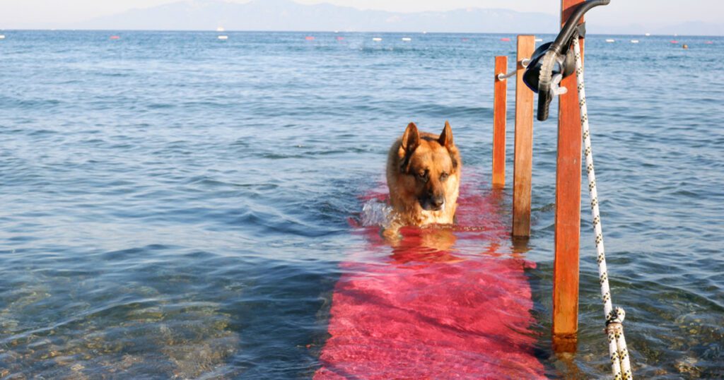 Swimming A Refreshing Exercise Option for Water-Loving Dogs