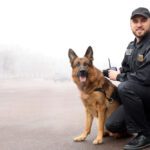 Why German Shepherds Are the Ultimate Police Dog