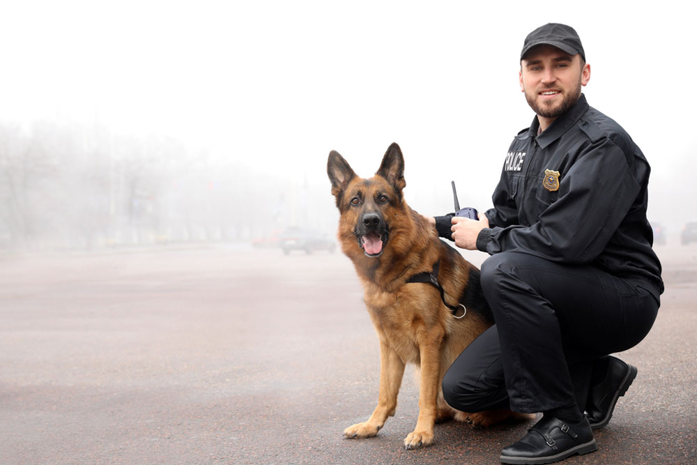 Why German Shepherds Are the Ultimate Police Dog