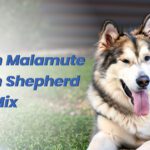 Alaskan Malamute German Shepherd Husky Mix