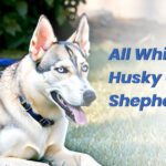White Husky German Shepherd Mix