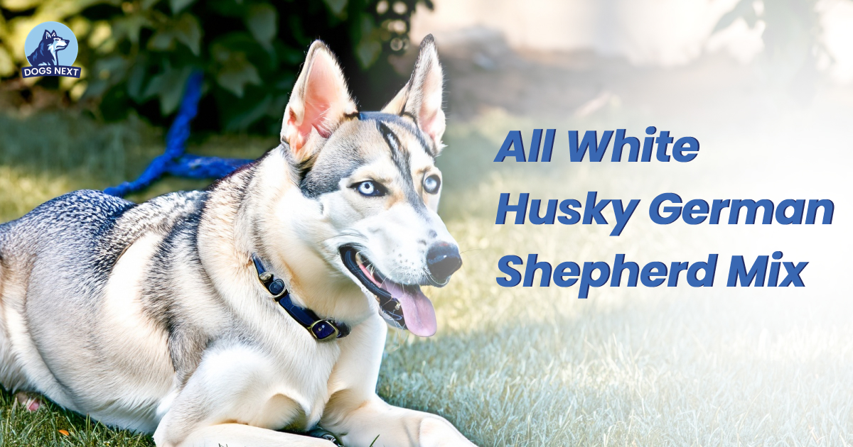 White Husky German Shepherd Mix