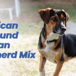 American Foxhound German Shepherd Mix