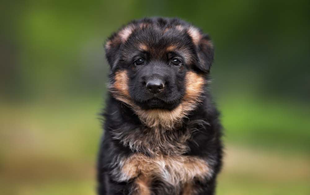 Baby German Shepherd