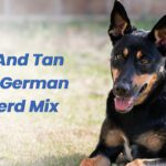 Black and Tan Kelpie German Shepherd Mix