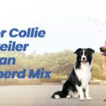 Collie Rottweiler German Shepherd Mix