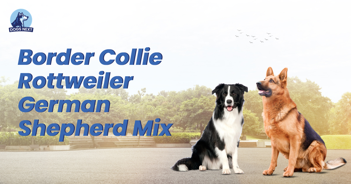 Collie Rottweiler German Shepherd Mix