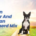Boston Terrier and German Shepherd Mix