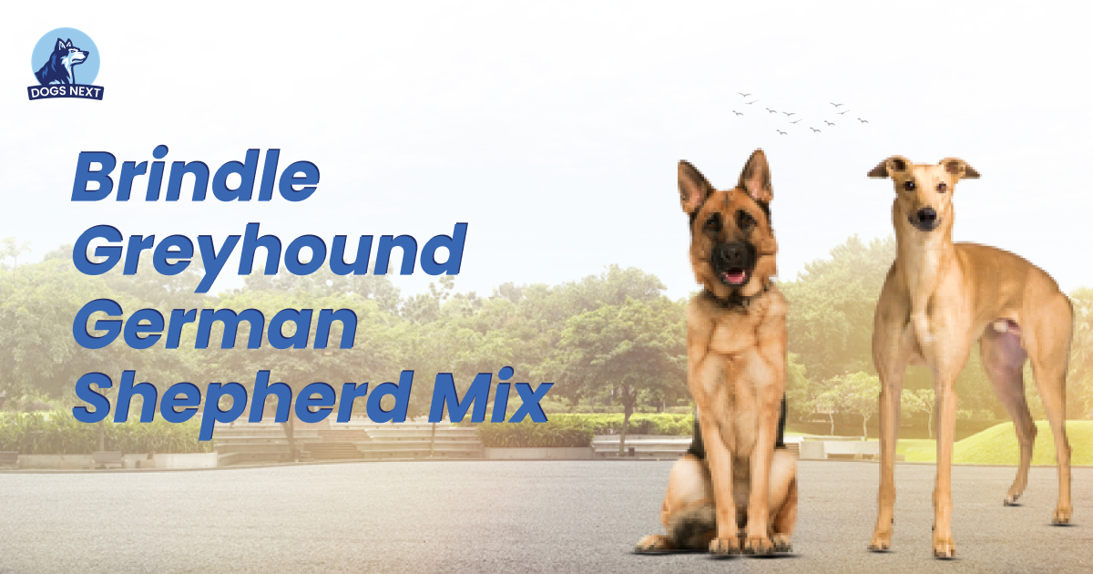 Brindle Greyhound German Shepherd Mix