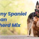 Brittany Spaniel & German Shepherd Mix