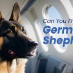 Fly with a German Shepherd