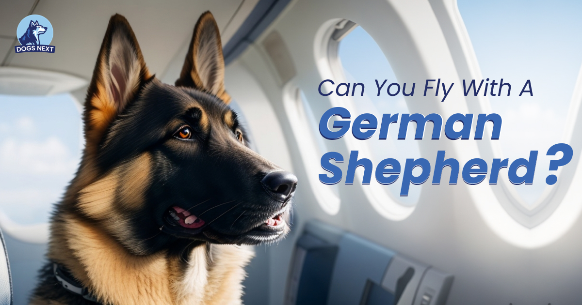Fly with a German Shepherd