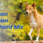Canaan German Shepherd Mix