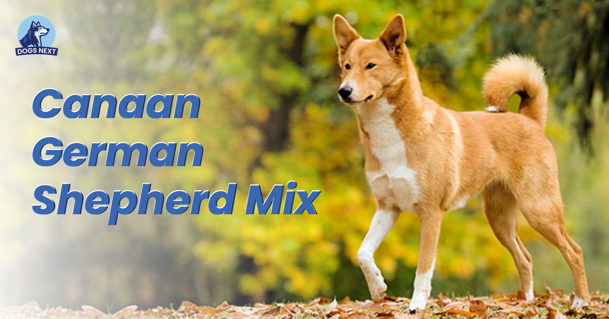 Canaan German Shepherd Mix
