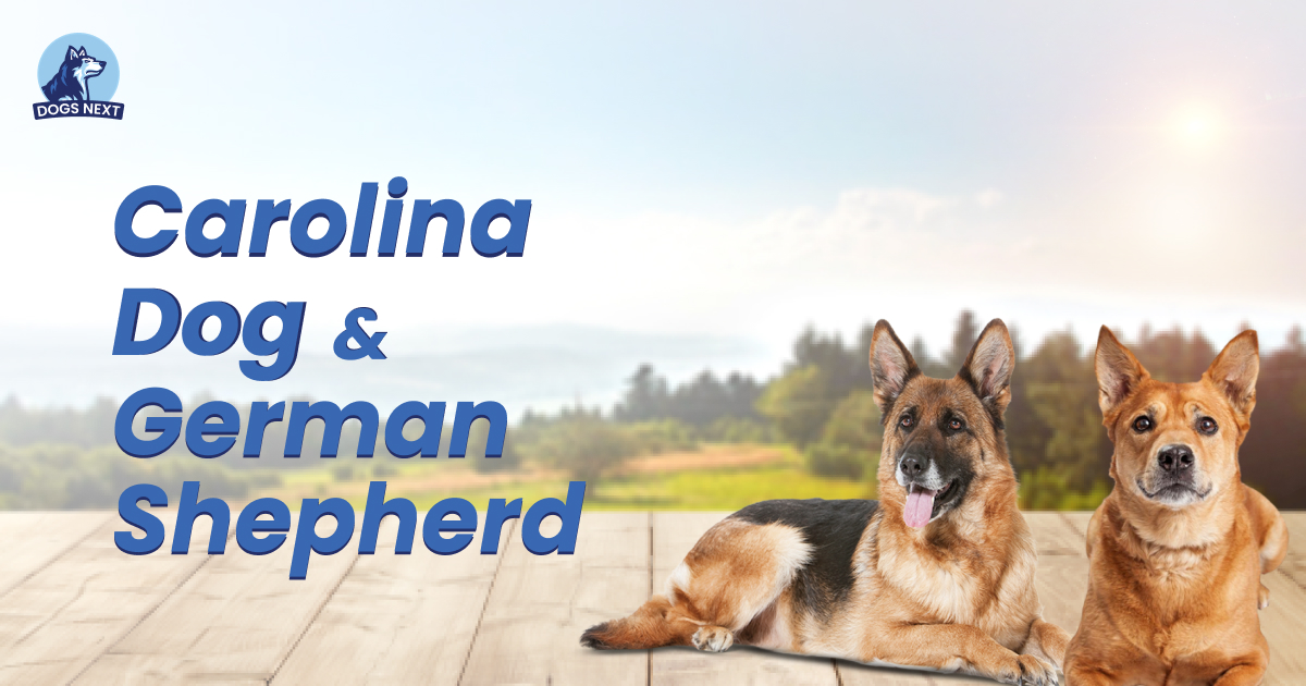 Carolina Dog and German Shepherd Mix