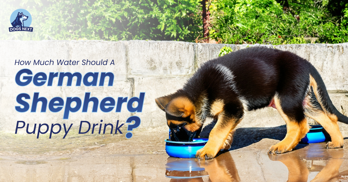 Water Should a German Shepherd Puppy Drink