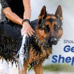 Wash My German Shepherd