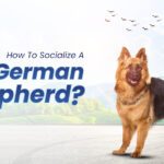 Socialize a German Shepherd