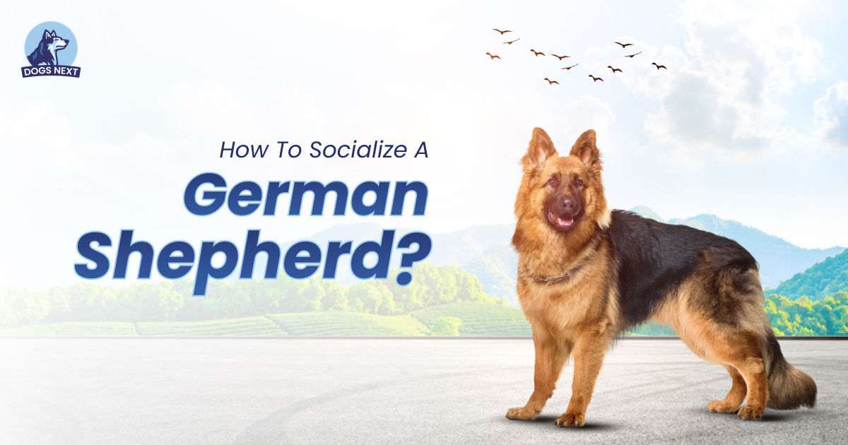 Socialize a German Shepherd