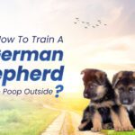 German Shepherd Puppy to Poop Outside
