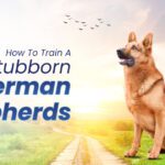 Train a Stubborn German Shepherd