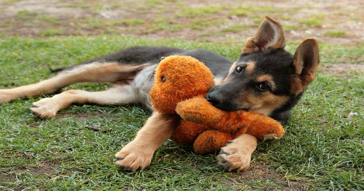 9 Indestructible Dog Toys for German Shepherds