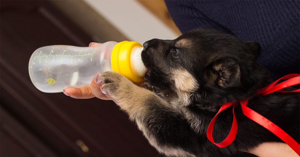 Can German Shepherd Puppies Drink Milk