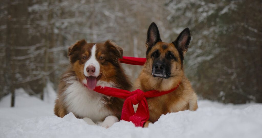 Fun Activities for German Shepherds in the Snow